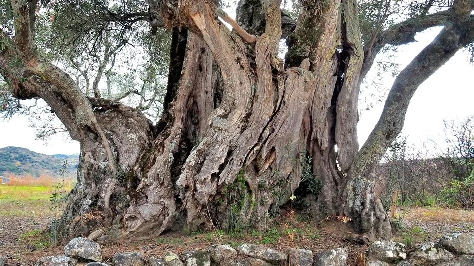 La férrea voluntad por la supervivencia