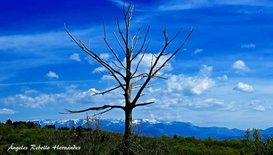 Como ofrenda celeste
