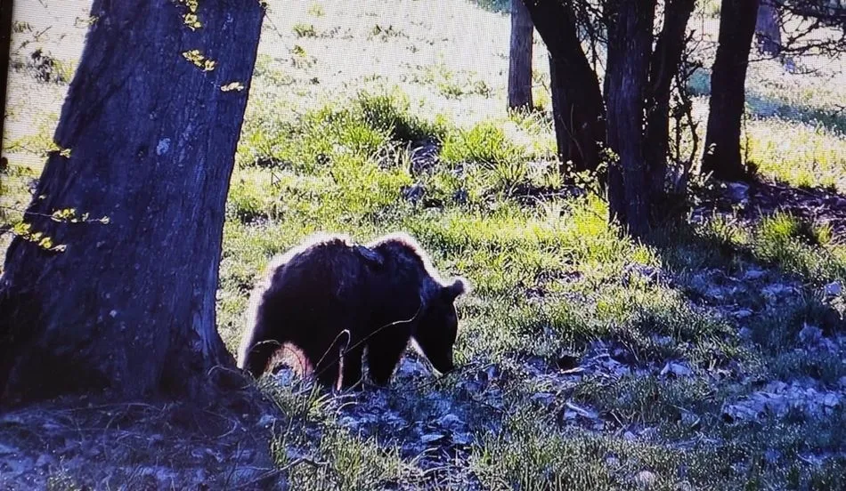 La osezna Éndriga, durante su estancia en Valsemana (León). - JCYL