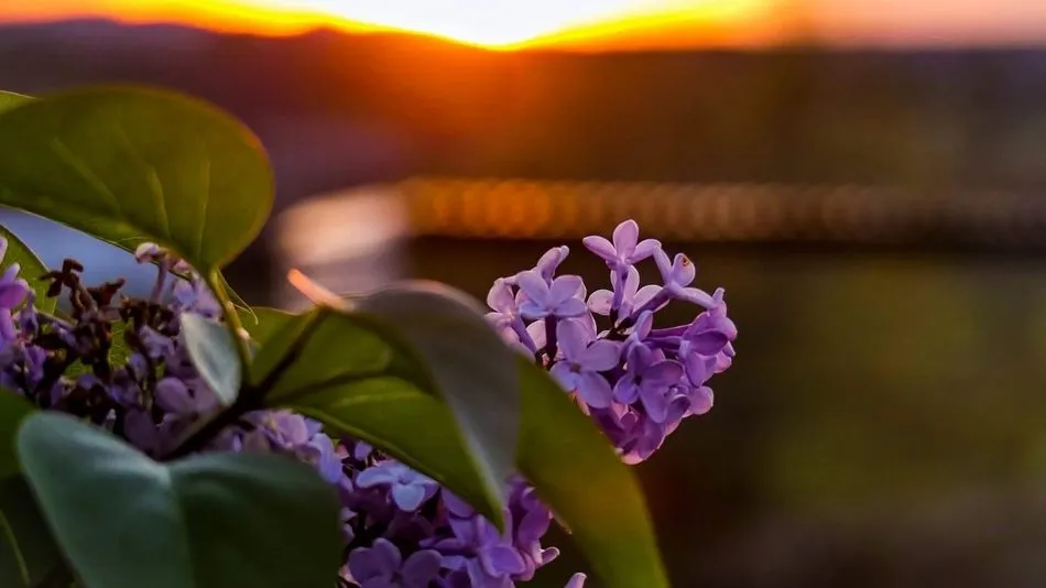 Lo simple de la vida