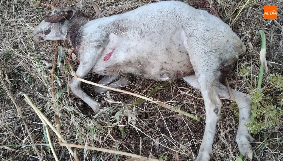 Resultado de uno de los últimos ataques de lobo en la provincia - Archivo