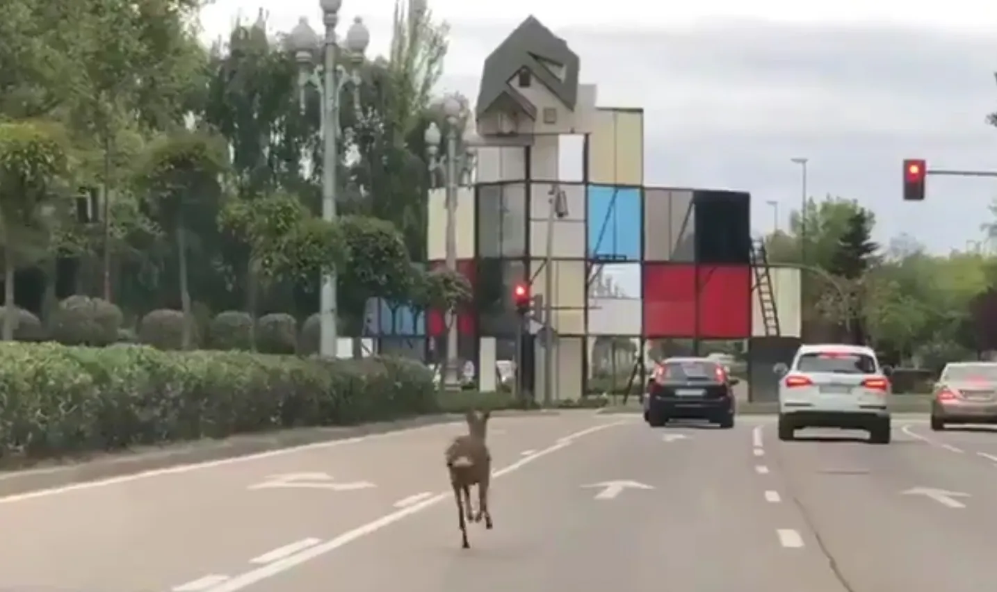 Instante de la persecución del corzo - Twitter Policía Local Valladolid