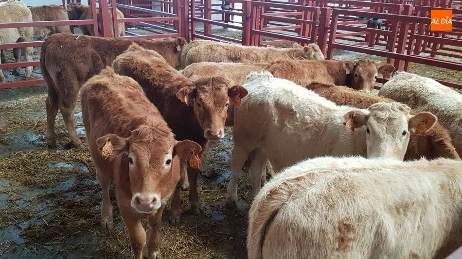 Tamames acoge una charla sobre una aplicación digital de gestión ganadera