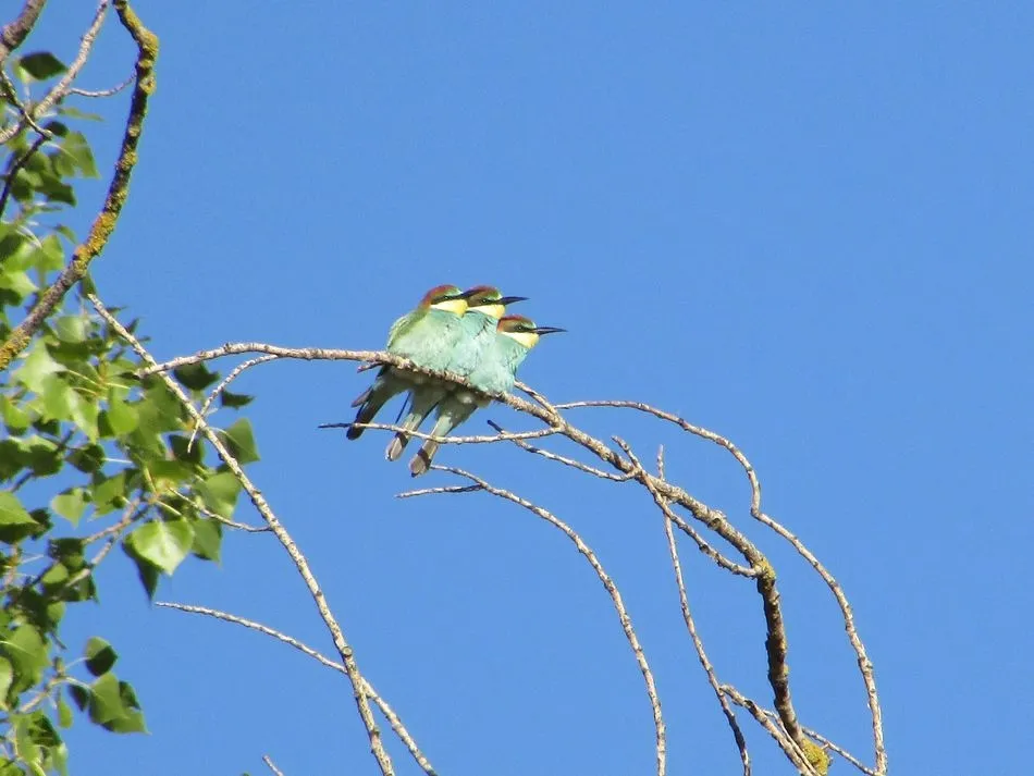 Abejaruco Europeo - Carlos Macarro | Ayuntamiento de Salamanca