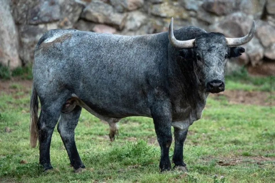 Los toros de Adolfo Martín que lidiará el salmantino Juan del Álamo en el cierre de Vistalegre  