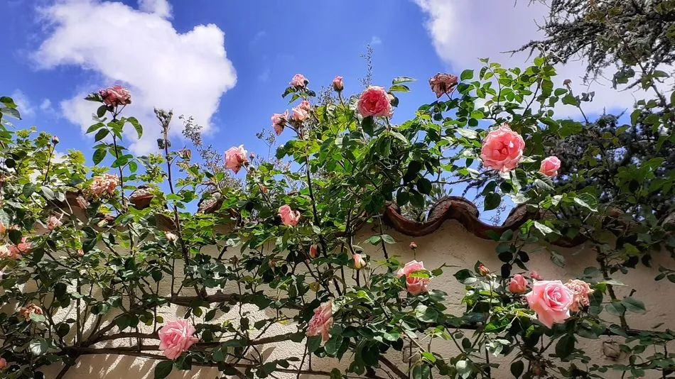 De aquellas rosas, estas espinas