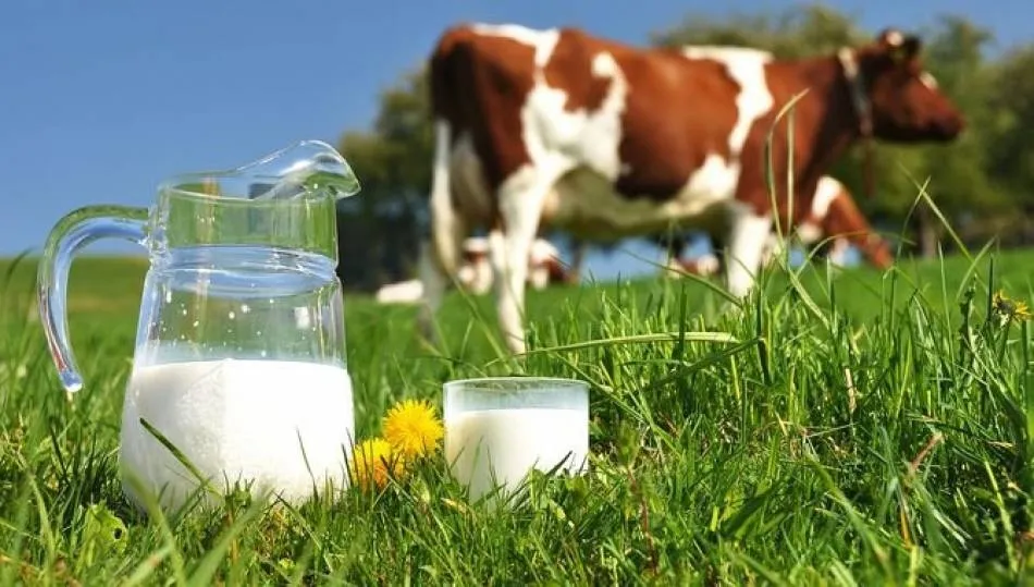 El consumo habitual de leche no aumenta los niveles de colesterol, según un nuevo estudio 