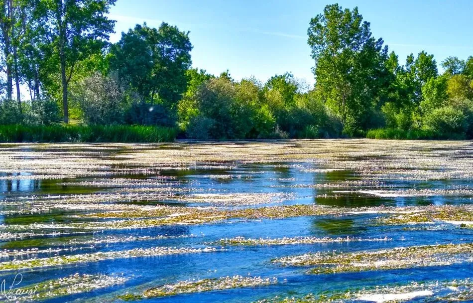 La irrupción de la vida