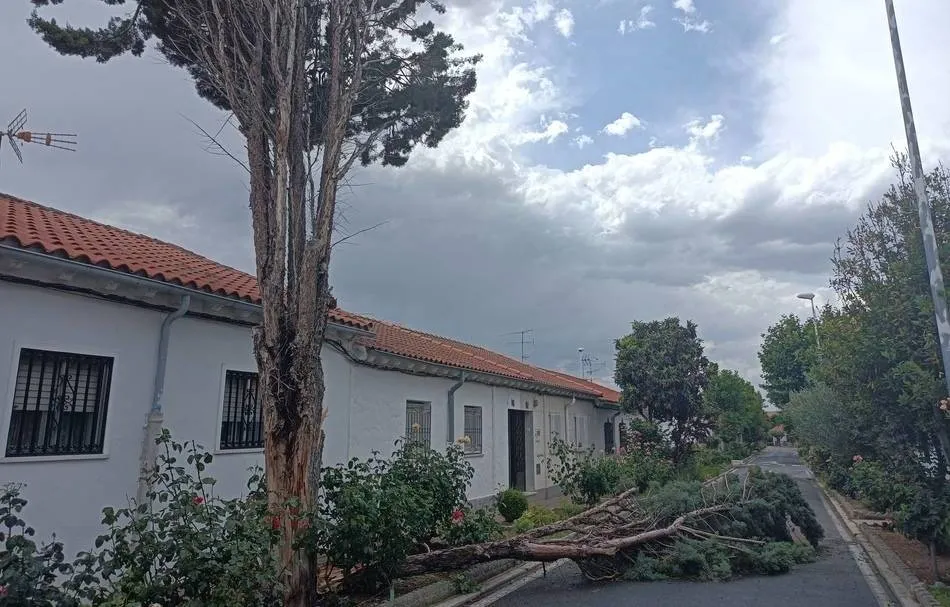 Árbol partido por el fuerte viento en el barrio de La Vega