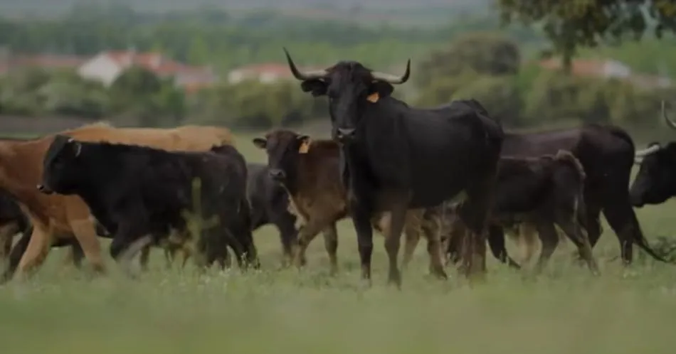 Publicado el segundo programa del Certamen ‘Encina Charra’