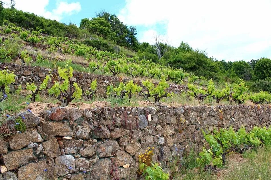 Planes para el verano: 8 rutas del vino por Castilla y León  