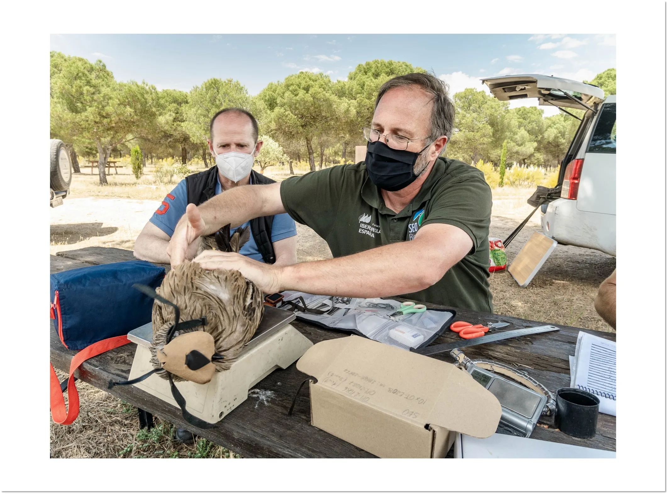 	El delegado de Iberdrola en CyL, Miguel Calvo, en el marcaje de milano negro en Tordesillas