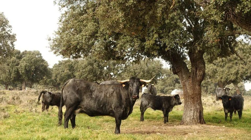 La raza morucha es una de las destinatarias de estas ayudas
