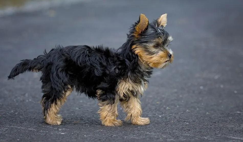 Foto de archivo de un perro Yorkshire, similar al que robaron en Salamanca