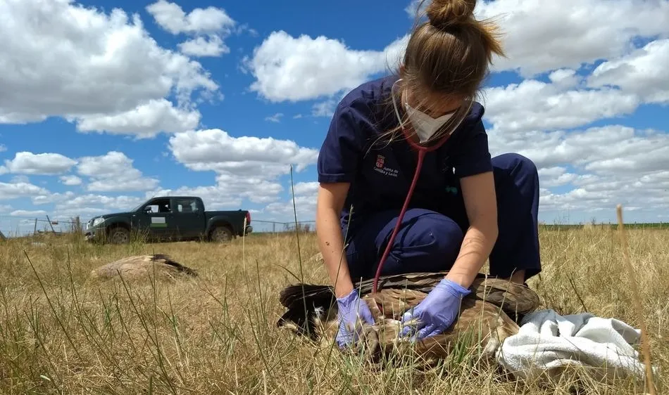 Localizan cerca de 100 buitres leonados intoxicados en Monterrubio de la Armuña