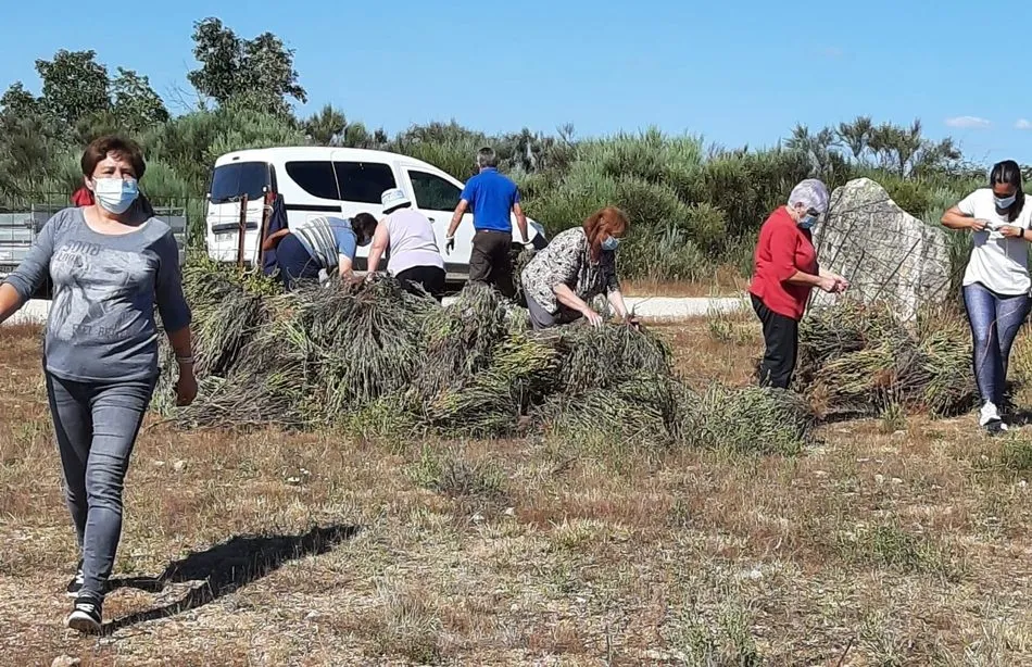 Antes de prender la hoguera en la calle Carreros, tocaba recoger los tomillos en el campo