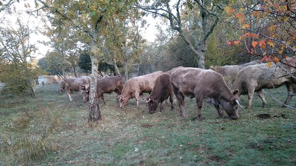 Dehesa Grande concentra mayoritariamente su producción en la comarca de Vitigudino