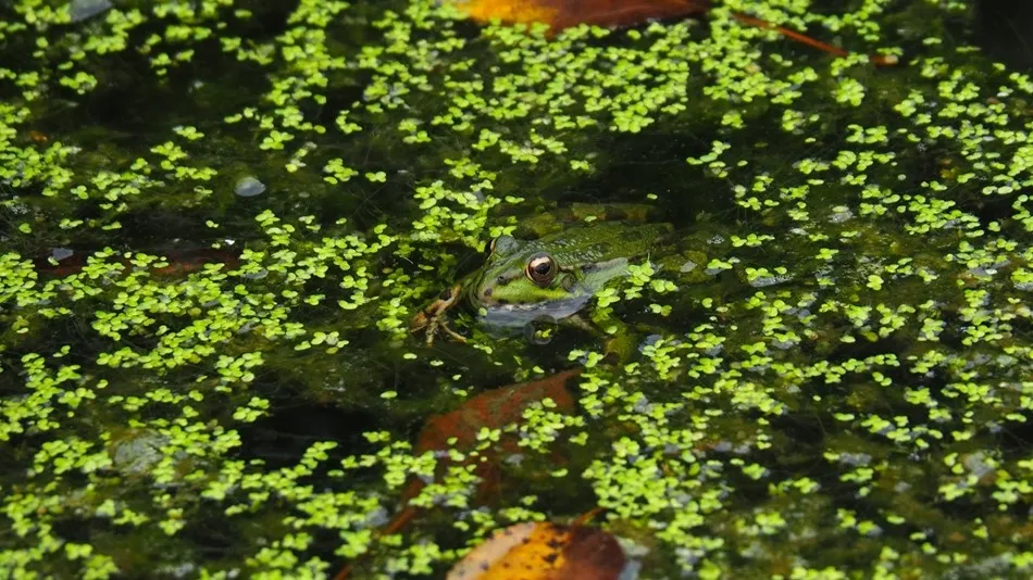 Al escondite inglés