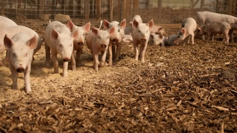 El 37% de las granjas y el 71% de las industrias porcinas de la CyL está en municipios de menos de ...