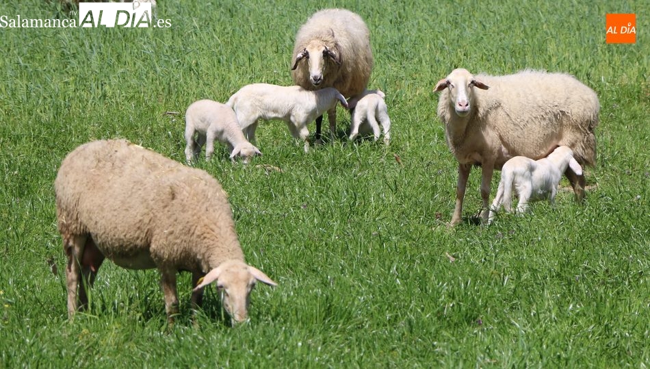 Desplome del precio del cereal en una jornada de trámite ante la Navidad