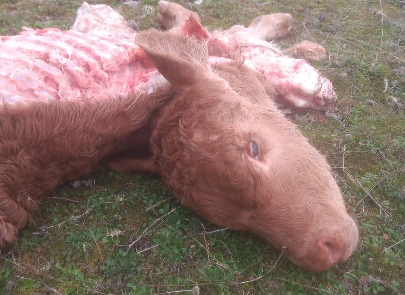 Nuevo ataque del lobo con una ternera muerta en Horcajo Medianero