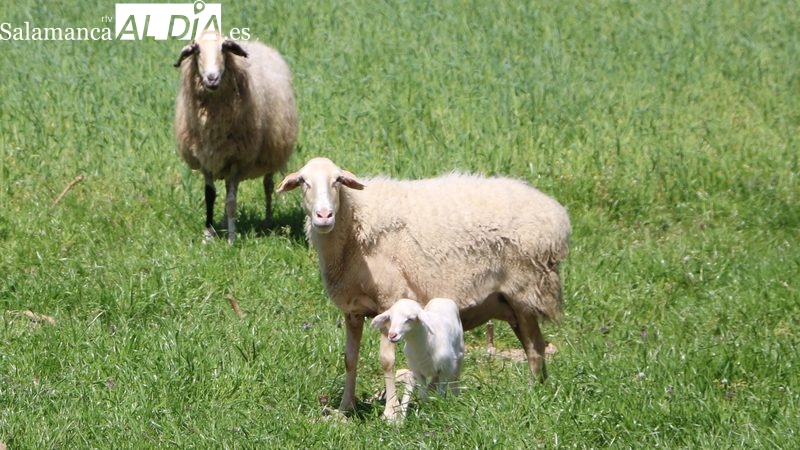 Las ‘rebajas de enero’ también llegan para lechazos, corderos y tostones