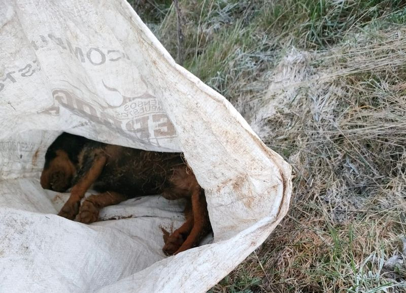 Encuentran varios perros muertos entre Guijuelo y Campillo de Salvatierra