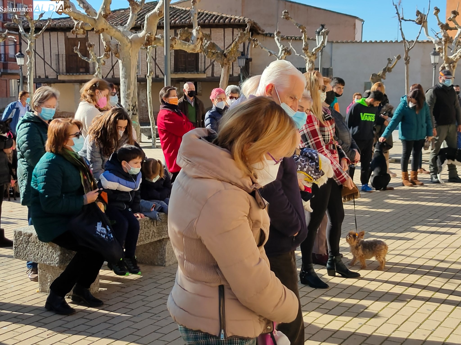 Decenas de macoteranos participan en la celebración de San Antón