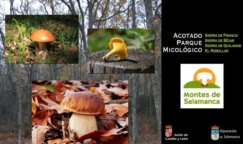La Diputación de Salamanca califica de positiva la campaña micológica de 2021