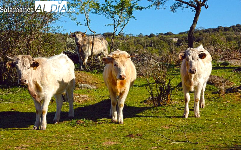 Las hembras de vacuno para cebo mantienen estancado el precio, lo que no sucede con los machos / CORRAL  