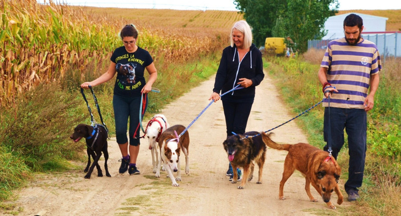 Senda Nathur, historia del esfuerzo por crear un hogar en Las Villas para los perros maltratados o abandonados 