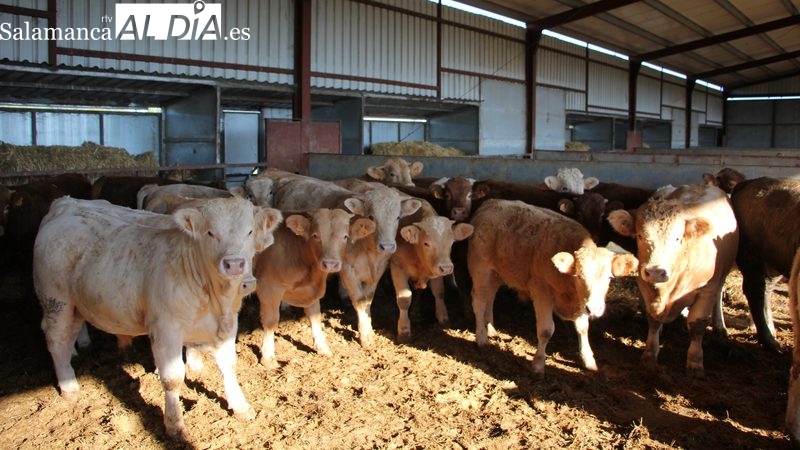 Abierto el plazo para solicitar ayudas de hasta 300.000 euros para construir o ampliar cebaderos 