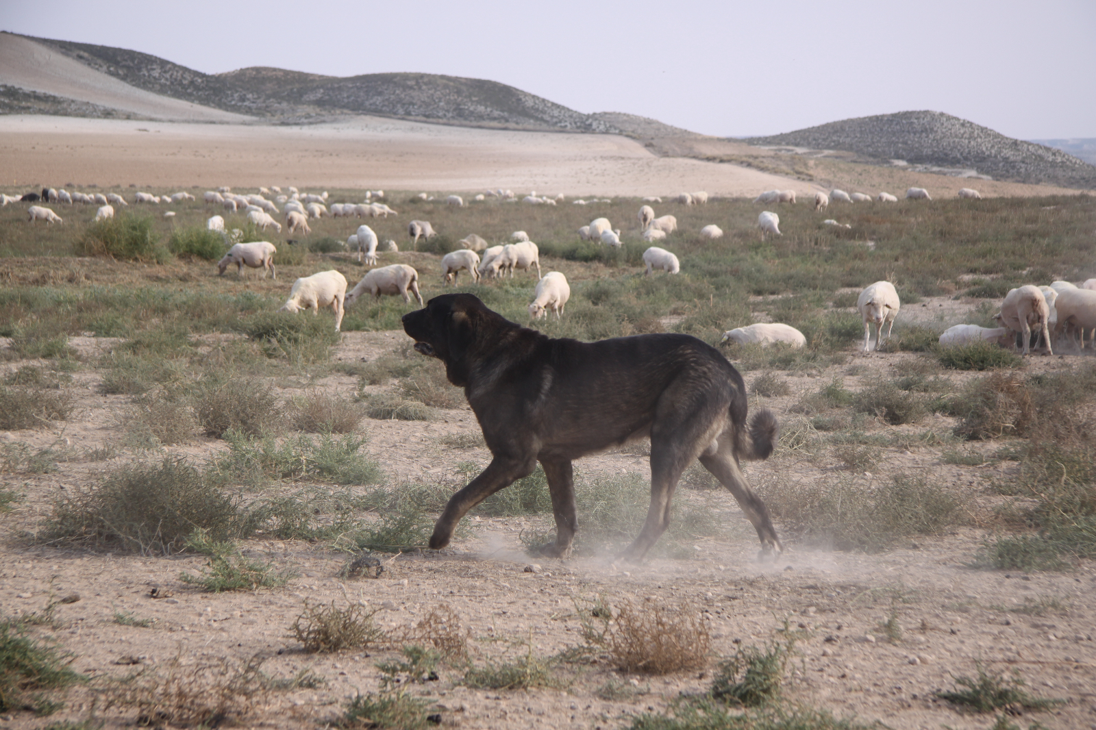 Importancia y beneficios de la ganaderia extensiva  y 2