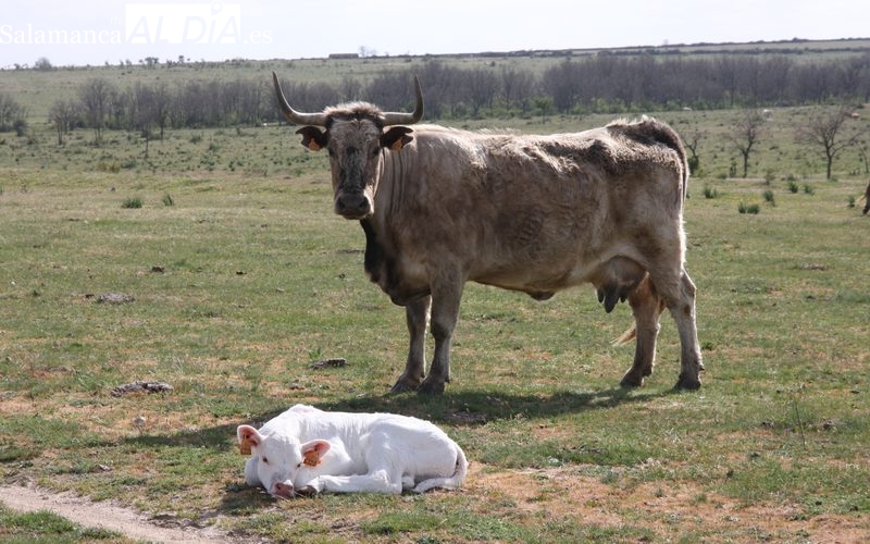 Una de cal y otra de arena en el ibérico y nueva bajada del precio de los corderos