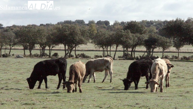 Los corderos continúan bajando de precio mientras suben porcino blanco e ibérico con el vacuno de cebo