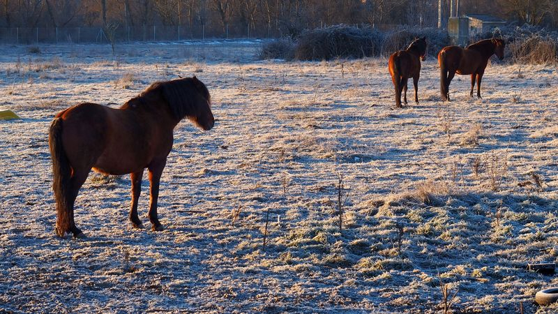 La elegancia de la resistencia