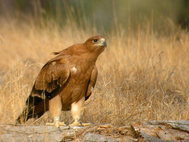 Aumentan de 29 a 101 las parejas reproductoras de águila imperial en CyL entre 2005 y 2020