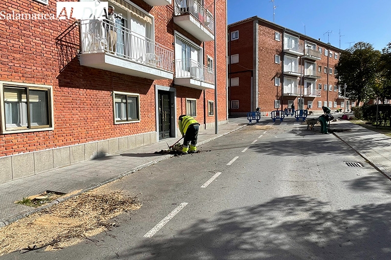 El Ayuntamiento alude al mal estado y la dificultad de paso en varios puntos como causa para la eliminación de los arboles en Carlos I