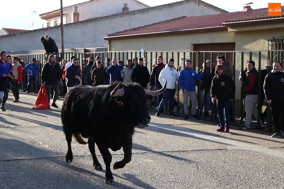 El III Toro de San Blas de Babilafuente se celebrará el próximo 19 de febrero