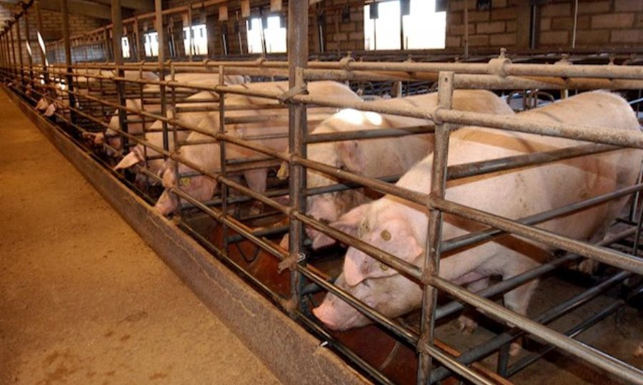 Varias plataformas piden conocer la postura sobre las macrogranjas de los partidos que concurren a las elecciones en CyL