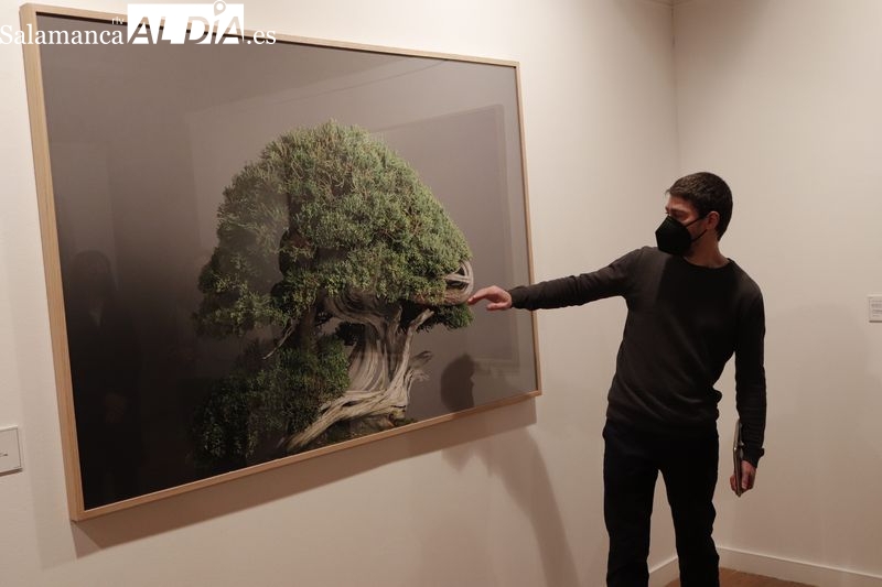 Momentum, los retratos de bonsáis captados por el fotógrafo David Romero Lomas llegan a Salamanca