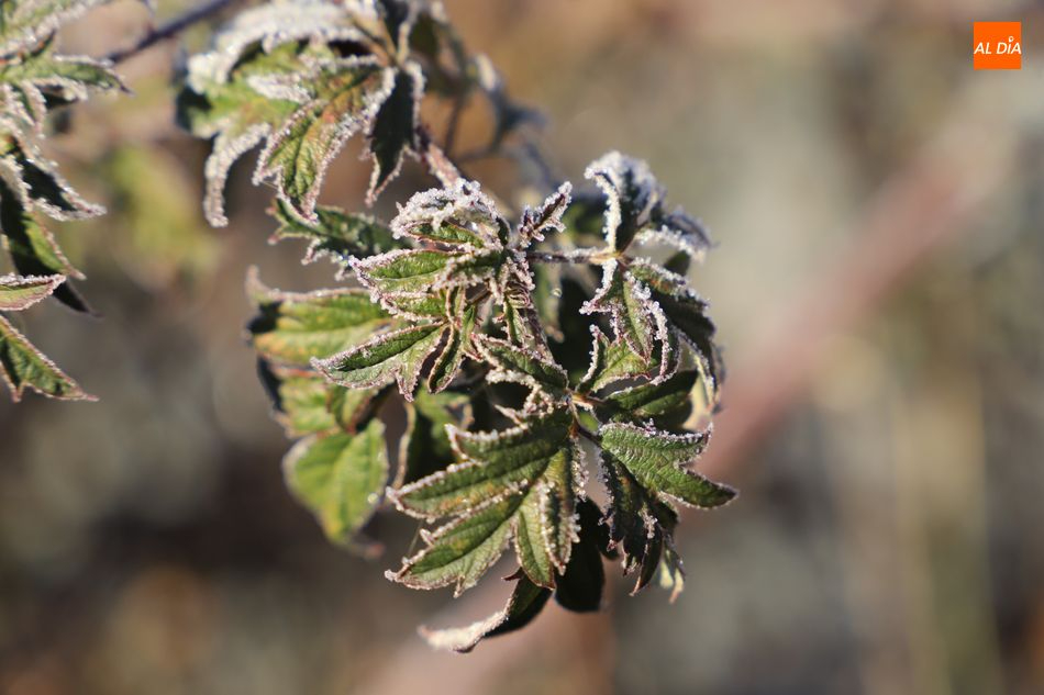 Aviso por riesgo de heladas de hasta -7ºC en once provincias, entre ellas Salamanca