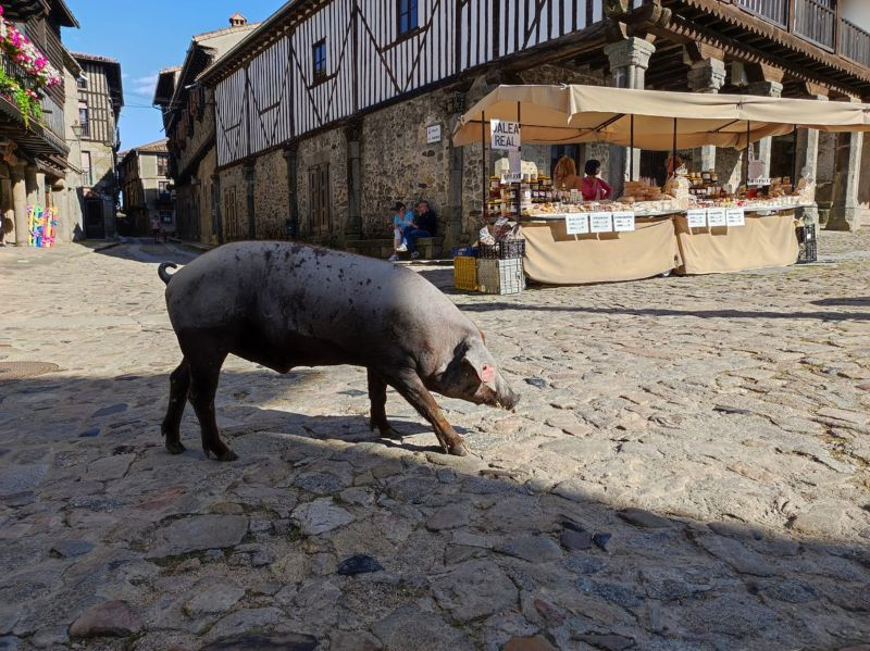 La Alberca rifa un año más el marrano de San Antón