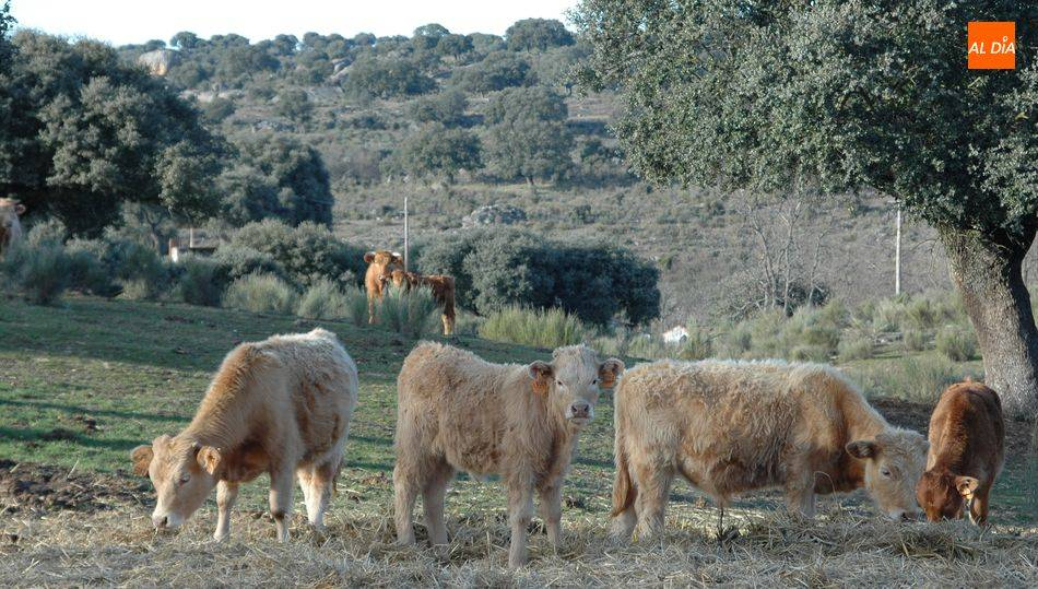 Castilla y León abre este martes la tramitación para la solicitud única de la PAC 2022