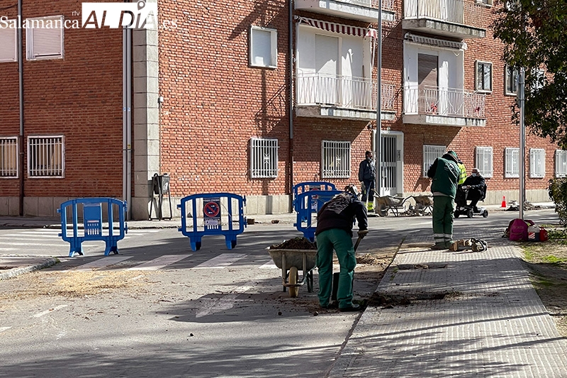 El grupo municipal del PP, sobre la tala de los arboles en Carlos I: el equipo de gobierno va contra del medio ambiente y de la calidad de vida de nuestros vecinos