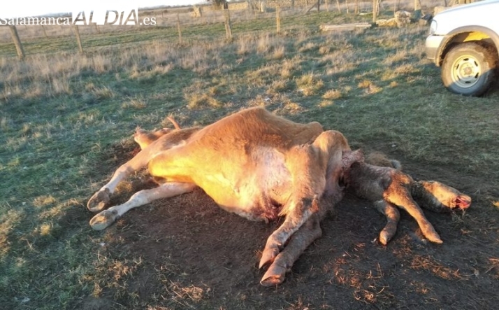 Un ganadero de Lumbrales denuncia la muerte de una vaca y el becerro por un ataque de buitres 