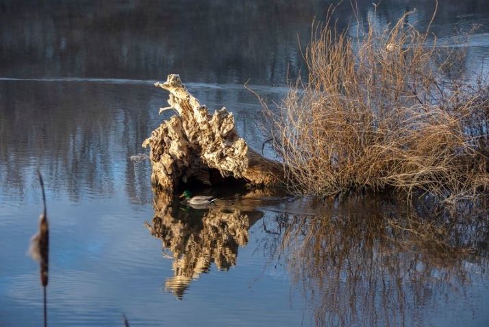 La catedral del ánade