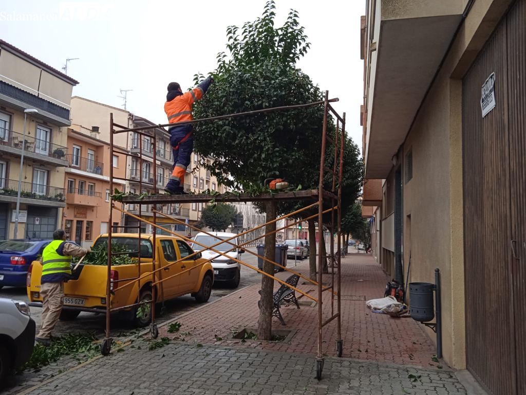 Trabajos de poda por parte de operarios municipales en la carretera Peñaranda