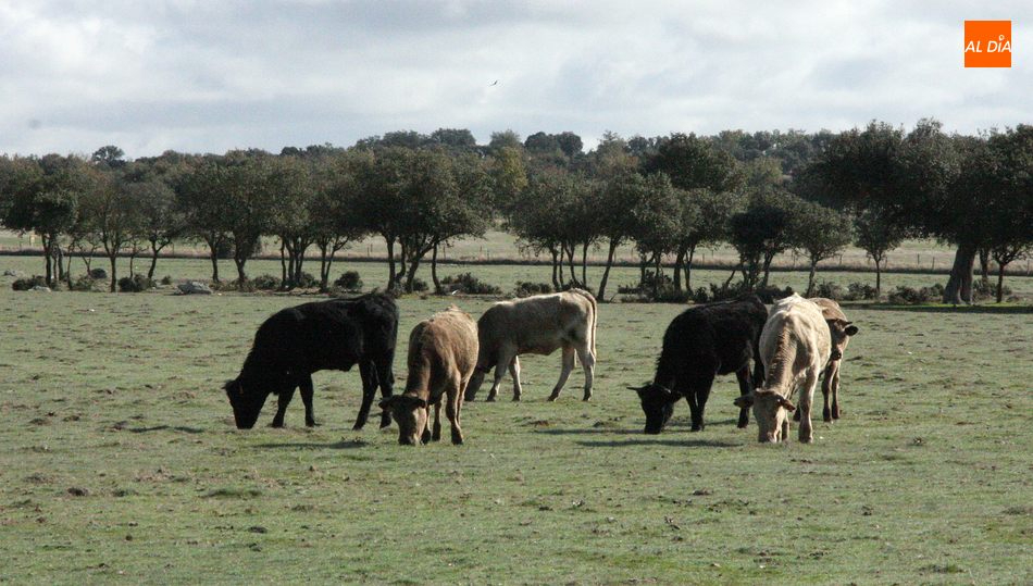 La Junta destina 1,2 millones a cinco líneas de ayudas del plan de Agricultura y Ganadería joven