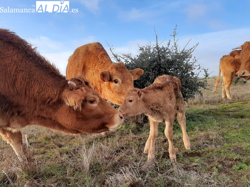 Dehesa Grande completa el ciclo hasta la llegada al consumidor de la carne de los animales que produce 